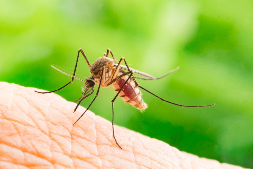 Picture of Mosquito Misting Systems